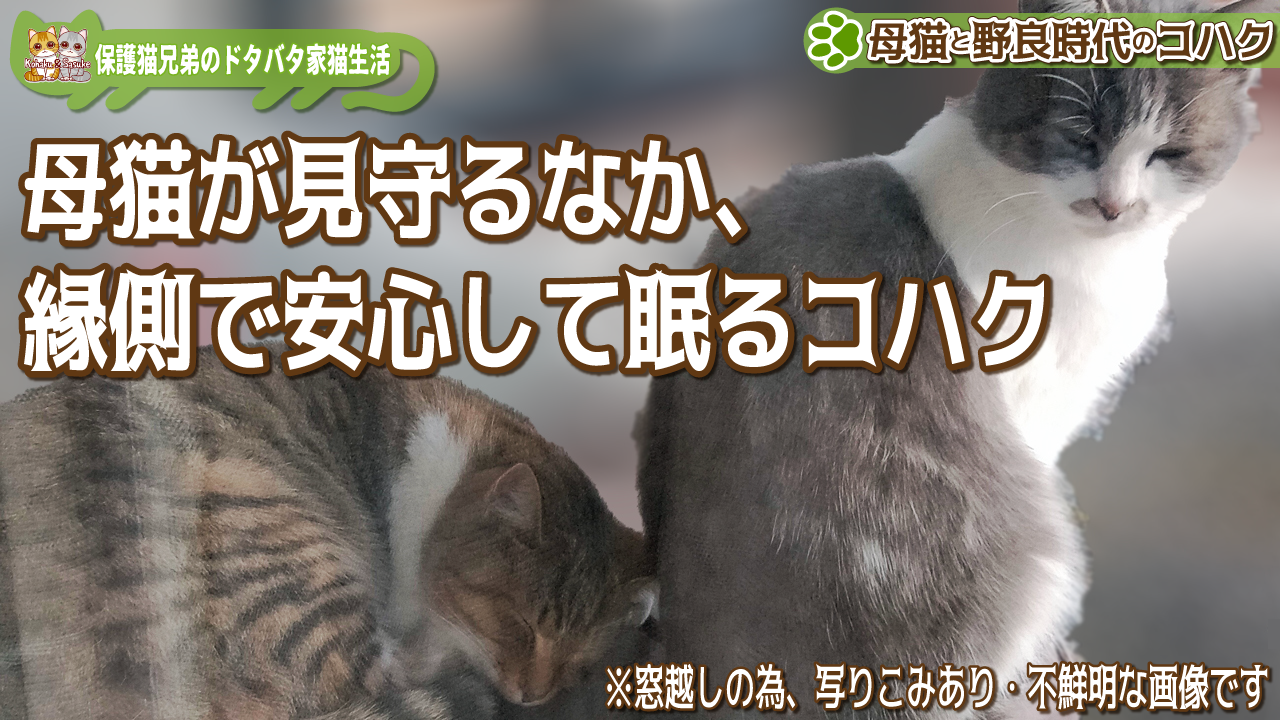 画像:野良母猫と野良時代のコハク