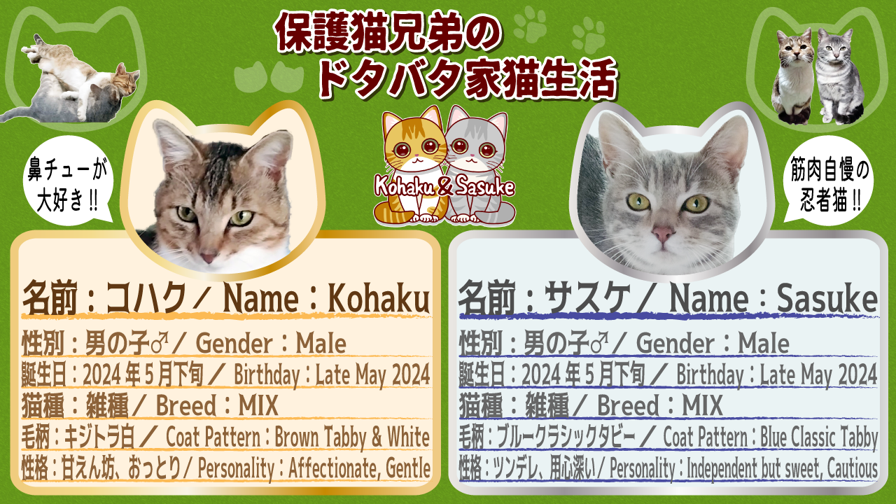 保護猫兄弟のプロフィール画像