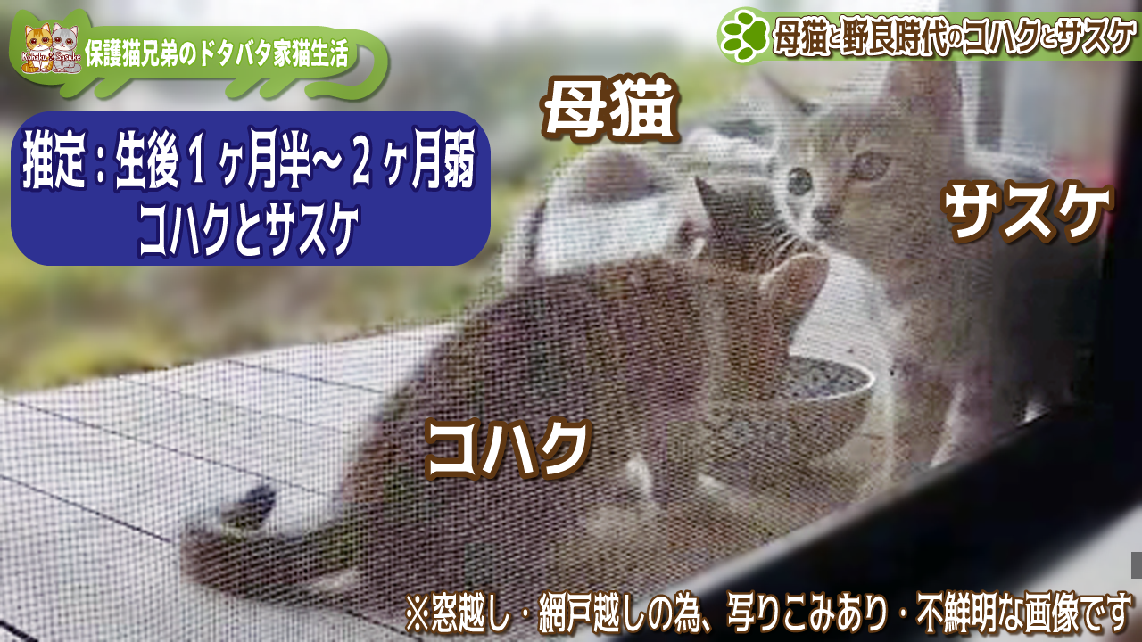 母猫と野良時代のコハクとサスケの画像