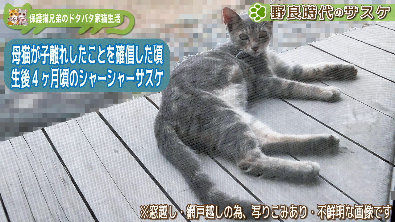 生後4ヶ月頃、野良猫時代のサスケの画像