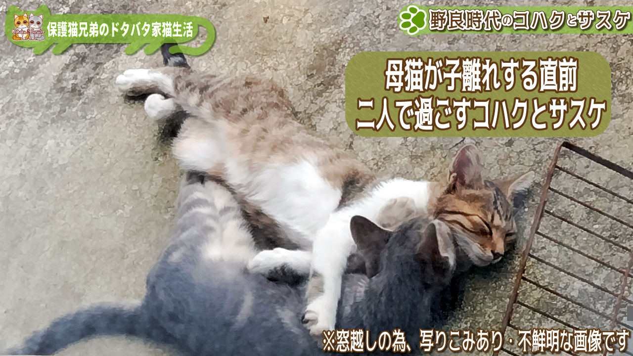 生後3ヶ月半~4ヶ月頃、野良猫時代のコハクとサスケの画像
