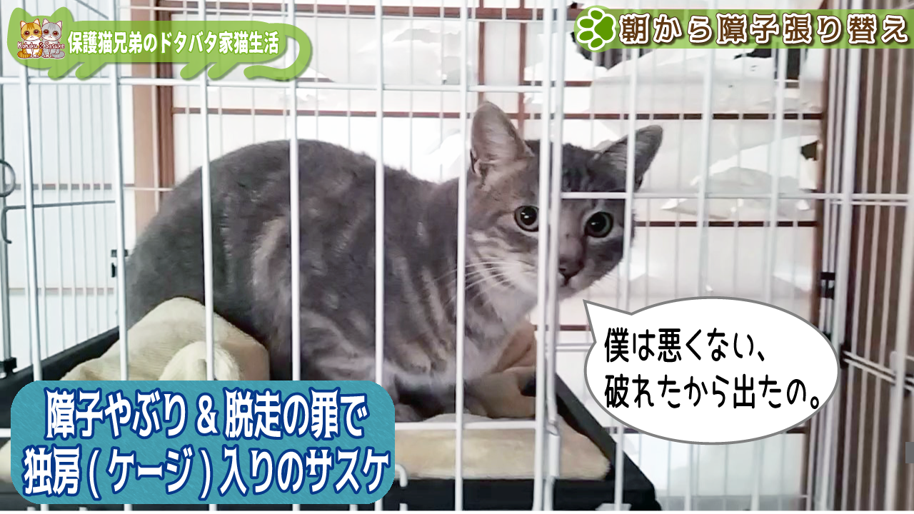 野良猫を保護したら座敷部屋がこうなった話