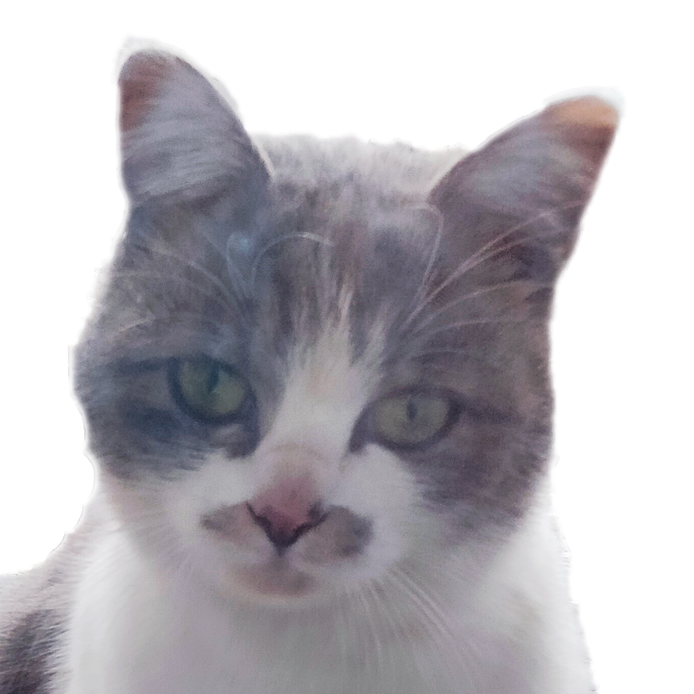 母猫