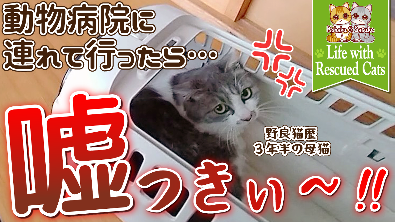 【保護猫】野良猫歴3年半の母猫を動物病院へ連れて行った