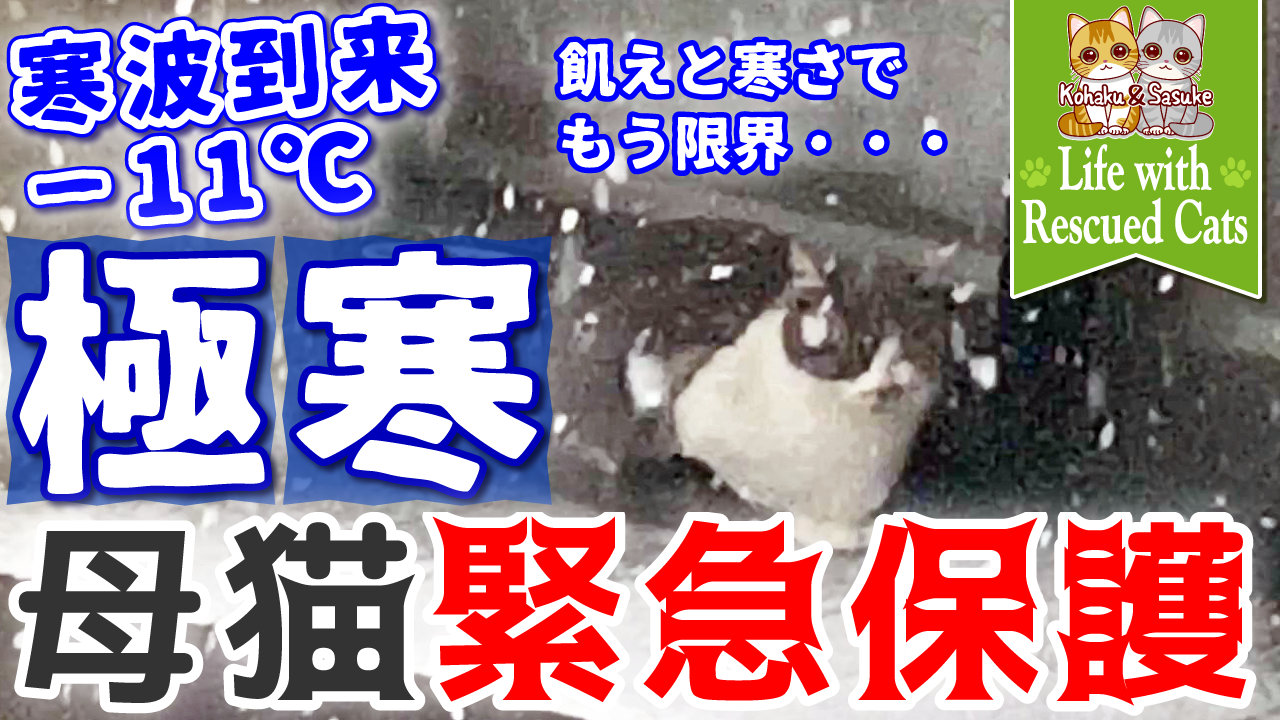 【保護猫】−11℃の極寒の日、吹雪の中助けを求めてやってきた母猫を緊急保護