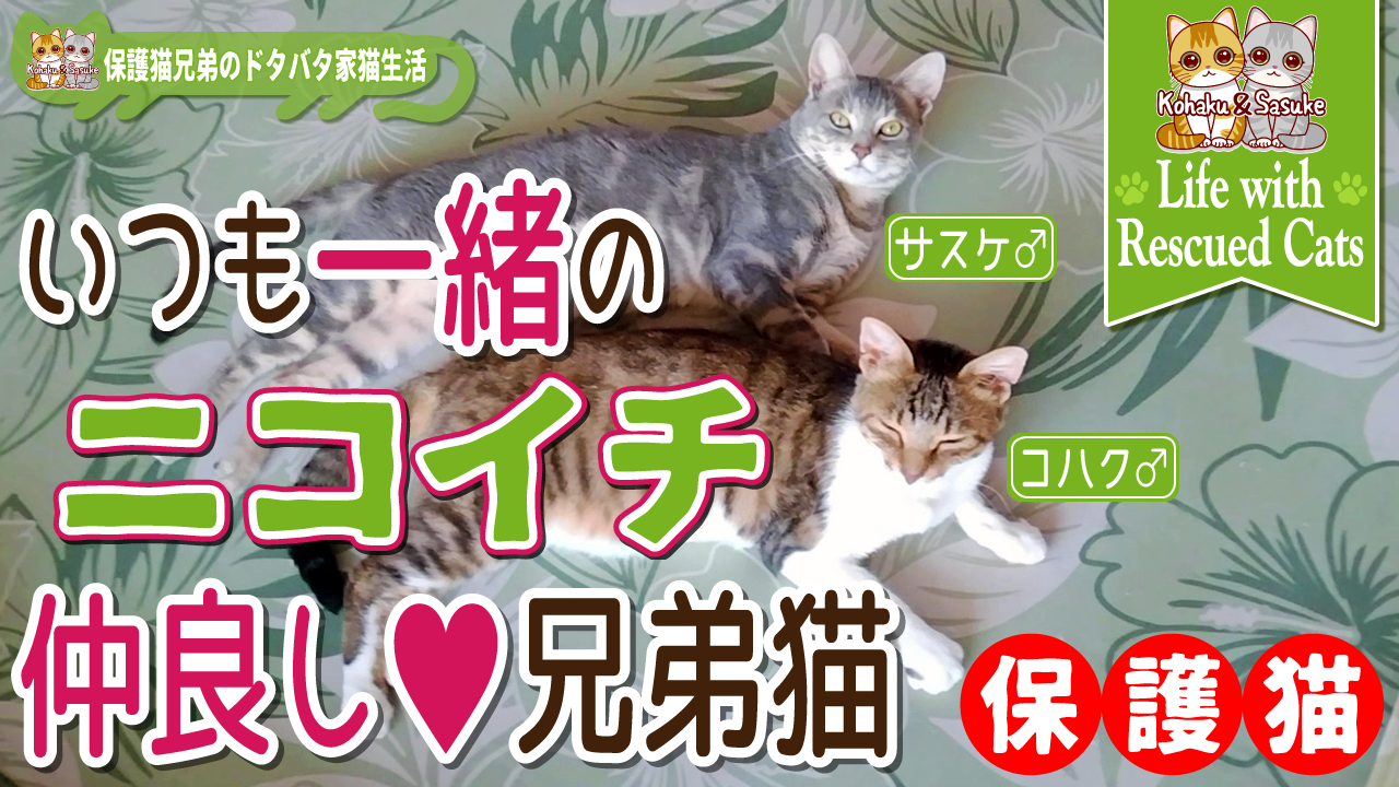 【保護猫】いつも一緒のニコイチ仲良し兄弟猫