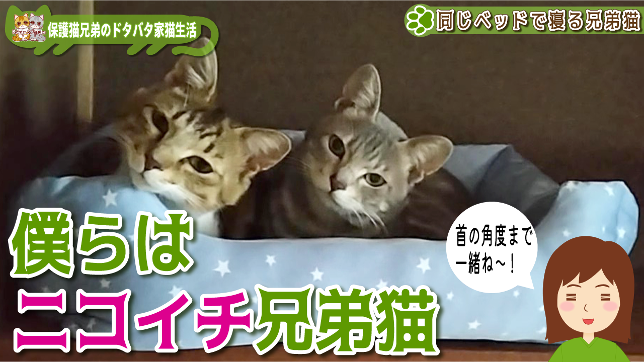 【保護猫】僕らはニコイチ兄弟猫