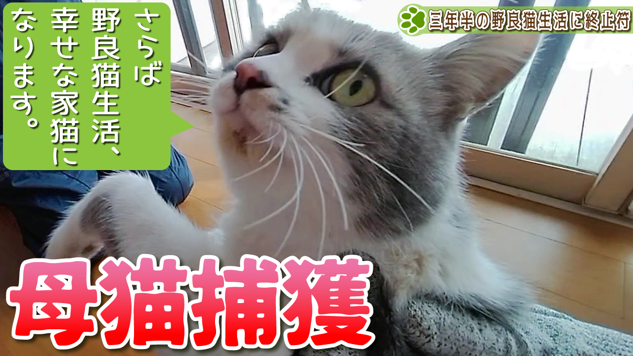 【保護猫】野良猫生活3年半の母猫を捕獲