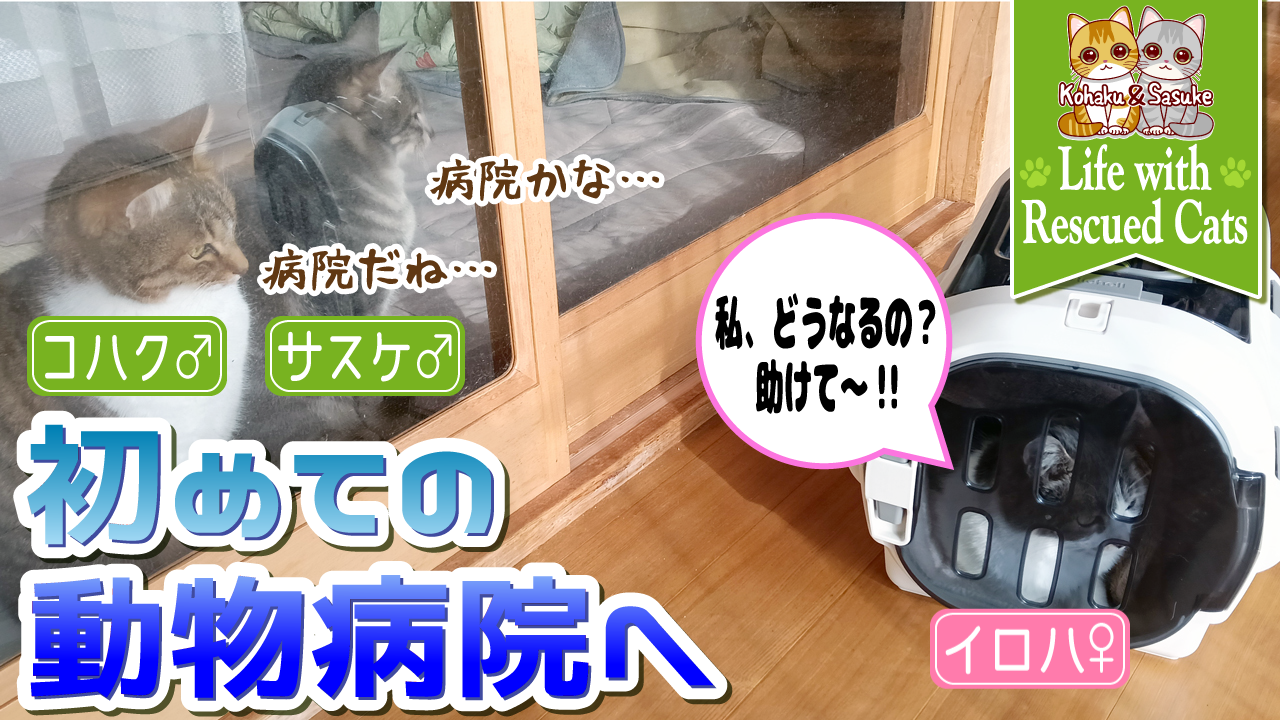 【野良猫から家猫へ】野良猫歴3年半の母猫を動物病院へ