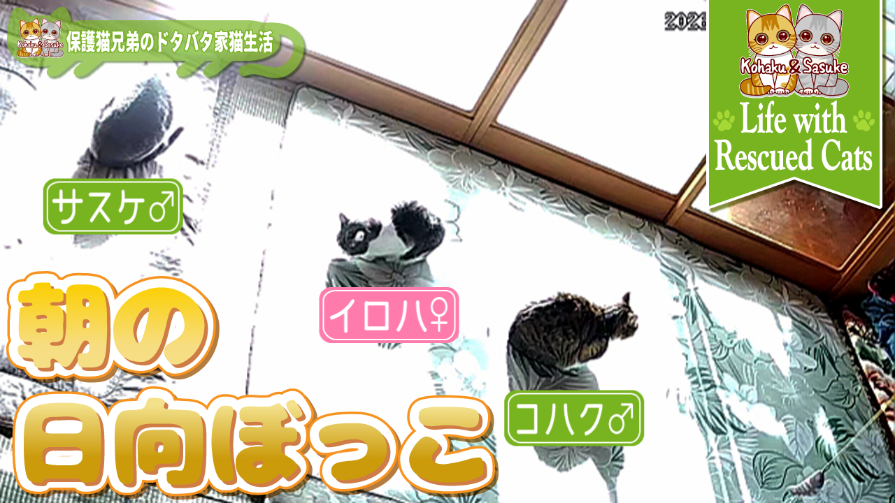 【親子猫】朝の日向ぼっこ