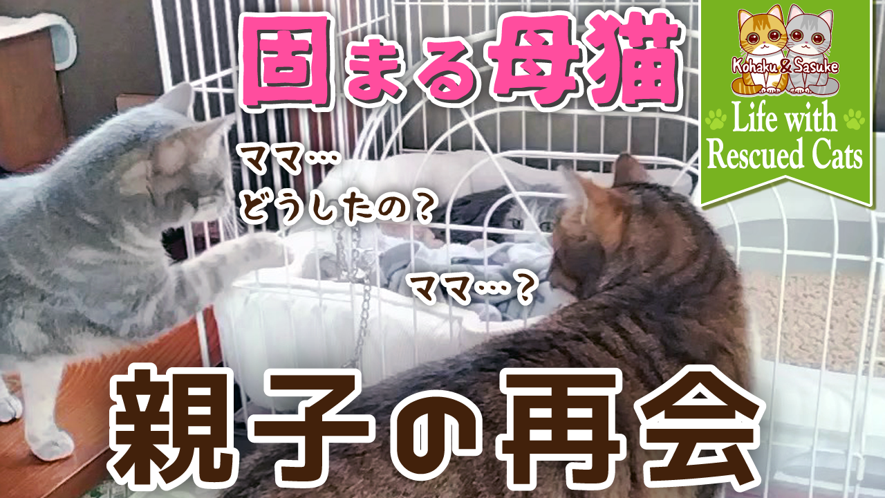 【保護猫】ついに母猫と息子猫が同居へ