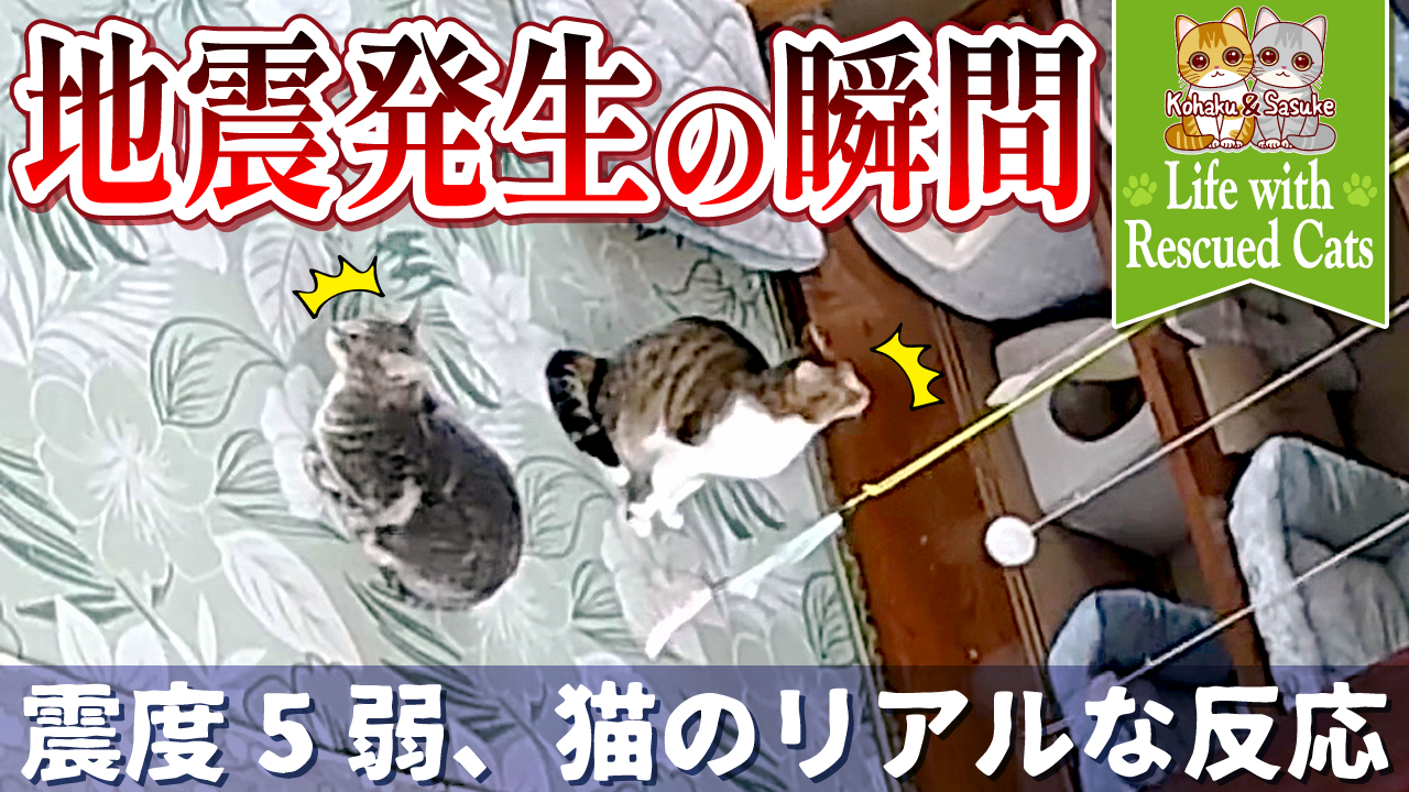【震度5弱】地震の瞬間…兄弟猫のリアルな反応【ペットカメラ】