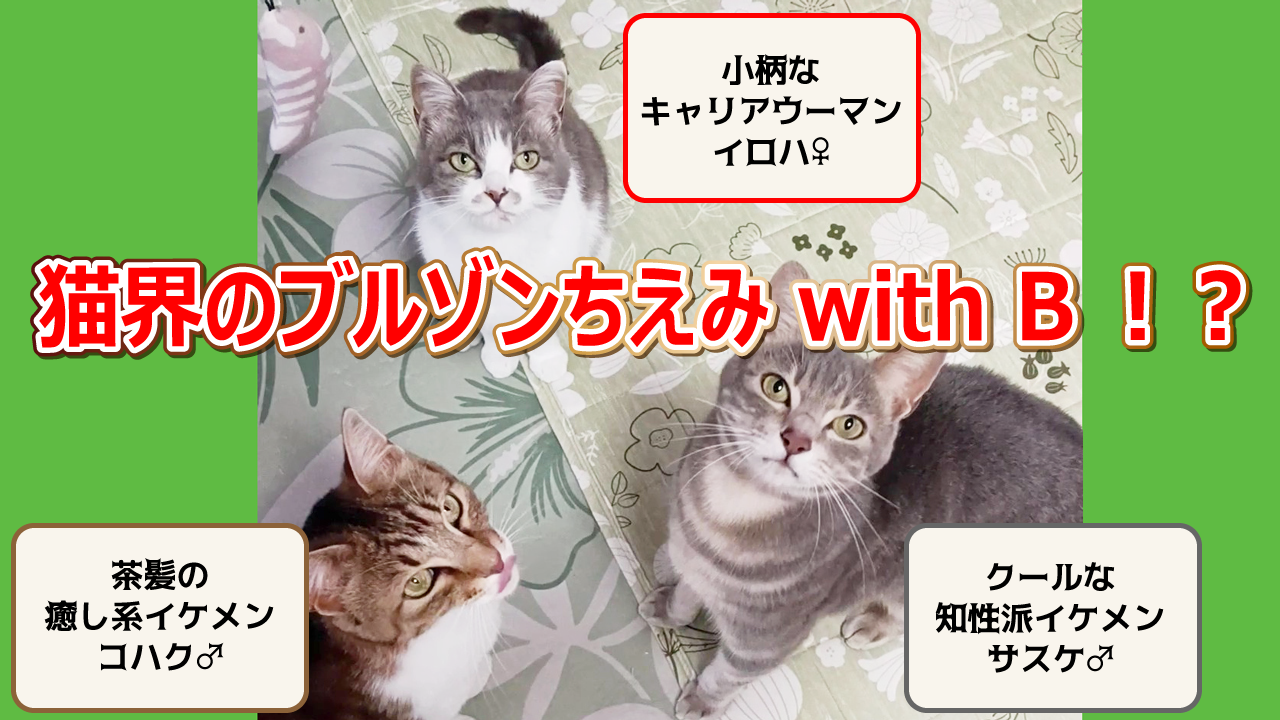 猫界のブルゾンちえみ with B