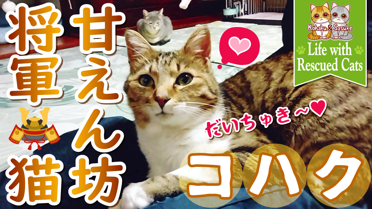 甘えん坊将軍コハク｜飼い主の膝が大好きな保護猫